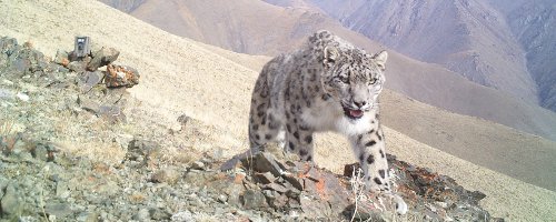 Snow Leopard Hiking Trail