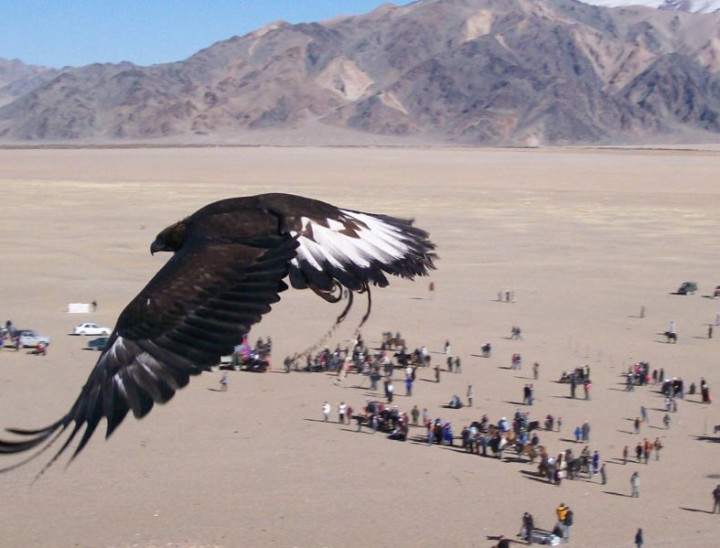 Eagle and Festival cropped 900x600